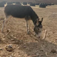 فروش یک الاغ نر اخته|حیوانات مزرعه|سمنان, |دیوار