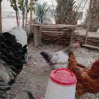 خروس و مرغ|حیوانات مزرعه|قم, باجک یک|دیوار