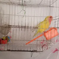کوتوله برزیلی نر نژاد عروس هلندی و طوطی