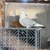 کیوتر نقش - عروس هلندی