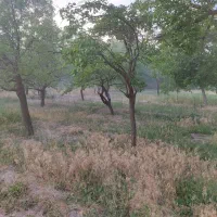 باغ-شهرستان-اسکو-فسقندیس-500متر