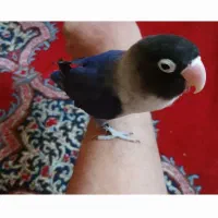 طوطی برزیلی ماده فول دستی