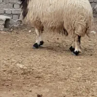 ۲عددمیش خشک جوان سنگین وزن تمام پروارفروشن|حیوانات مزرعه|دهلران, |دیوار