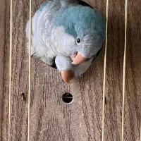 یک جفت راهب آبی اوپلاین مولد|پرنده|تهران, سازمان برنامه جنوبی|دیوار