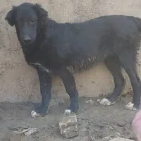 توله قره سرابی درشت