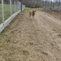 توله عراقی پژدر|سگ|رشت, نامجو|دیوار