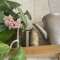 گیاه|گل و گیاه طبیعی|تهران, مینیسیتی (شهرک نفت)|دیوار