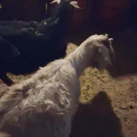 فروش بز آبستن