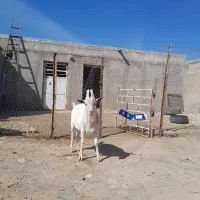 نربزسانن تخمی|حیوانات مزرعه|سلطانیه, |دیوار