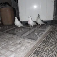 سه عدد کبوتر پرشی