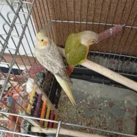 عروس هلندی و گرینچیک