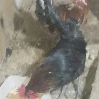 مرغ ،خروس محلی و تخمگذار