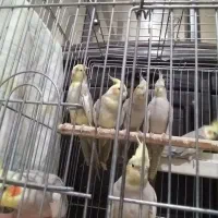 عروس هلندیمعاوضهباسهرهباقناری|پرنده|محمدشهر, محمدشهر|دیوار