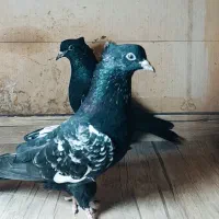 فروش جفت جوجه سینه سیاه|پرنده|شیراز, دارالرحمه|دیوار
