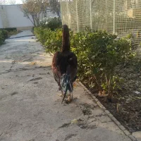 سلام خروس لاری|حیوانات مزرعه|هشتگرد, تهران دشت|دیوار