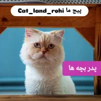 فروش 4 عدد بچه گربه هیمالین چشم آبی|گربه|کرمان, |دیوار