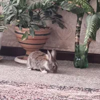 خرگوش بلا