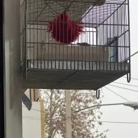 سهره خاکی|پرنده|فردیس, فردیس|دیوار