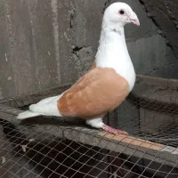 معاوضه پشتی زردآلمانی نر