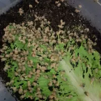 شغل‌خانگی‌پرورش‌حلزون کاردرمنزل خریدتخم وحلزون|استخدام بازاریابی و فروش|زاهدان, |دیوار