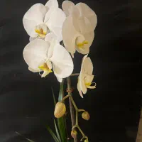 گل طبیعی ارکیده|گل و گیاه طبیعی|تهران, قلهک|دیوار