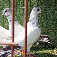 کبوترپاکستانی جوجه پنتیس