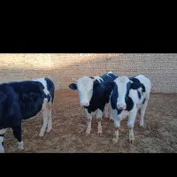 فروش ۵راس نیم بند آماده برکت