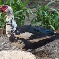 فروش اردک نر  و ماده