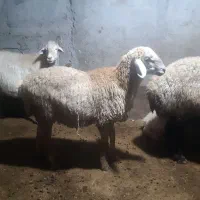 بره قوچ مغانی