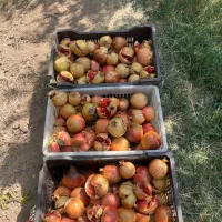 انار شکسته قیمت درب باغ