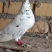 کبوتر