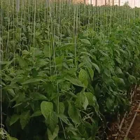 استخدام