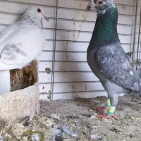 کبوتر|پرنده|یزد, |دیوار