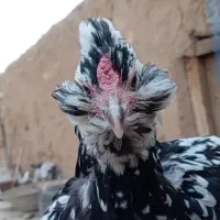 گلین|حیوانات مزرعه|شهرضا, |دیوار