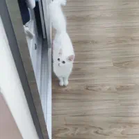 واگذاری گربه فوق العاده زیبا سفید اسکاتیش ترکیش|گربه|تهران, شهرک چیتگر|دیوار