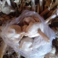 پیاز تازه امسال ۲۰ کیلو و پیاز ترشی و سیر محلی|خوردنی و آشامیدنی|خوی, |دیوار