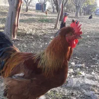 خروس محلی+بوقلمون نر|حیوانات مزرعه|مشگین شهر, |دیوار