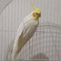 عروس هلندی مولد سره حال و سخنگو|پرنده|تهران, دروازه شمیران|دیوار