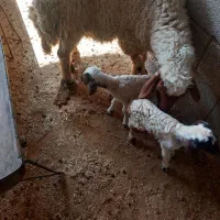 گوسفند بره دوقلو زا همگی شک‌ و کوه اول بره|حیوانات مزرعه|دهلران, |دیوار