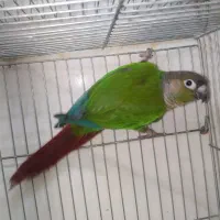 طوطی گرینچیک ماده.عروس وبرزیلی بالغ