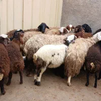 فروش۸راس میش بره درج یک و مجددا آبستان باب خانه دا