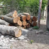 خرید قلمه، چوب و ضایعات انواع درخت