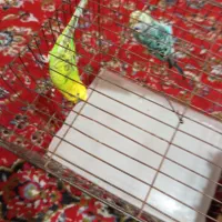 مرغ عشق|پرنده|نورآباد ممسنی, |دیوار