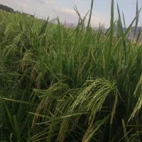 برنج سالم محلی علی کاظمی بوجاری شده آب چاه