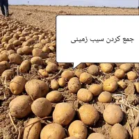 سیب زمینی