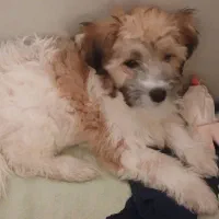 واگذاری سگ|سگ|مشهد, امیرآباد|دیوار