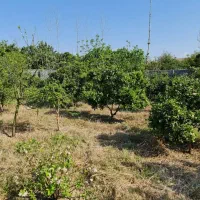 ۱۳۵۰ متر خونه باغ قابل تفکیک به متراژ مورد نظر شما|فروش خانه و ویلا|زرگرشهر, |دیوار