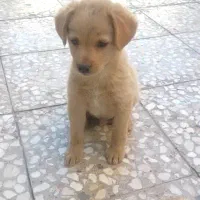 توله سگ اشپیتز