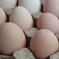 تخم مرغ محلی تازه ونطفه دار