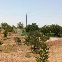 باغ زراعی قیمت مناسب|فروش دفتر صنعتی، کشاورزی، تجاری|سامان, |دیوار